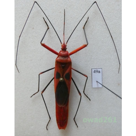 Lohita grandis (Gray 1832) 45mm Thailand49a
